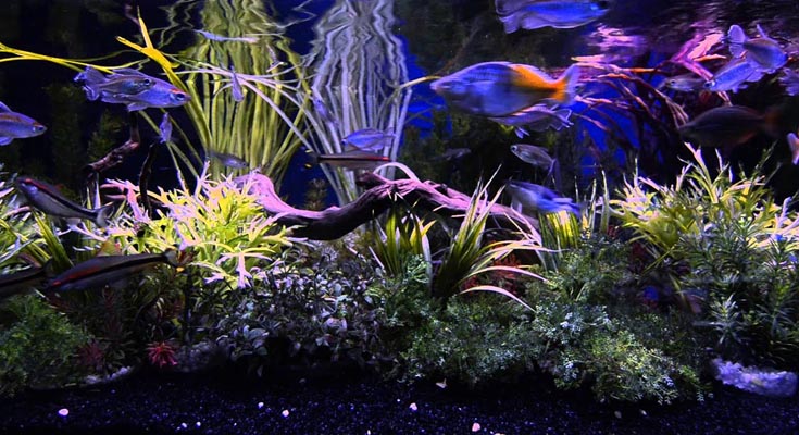 Aquarium Night Time Mode